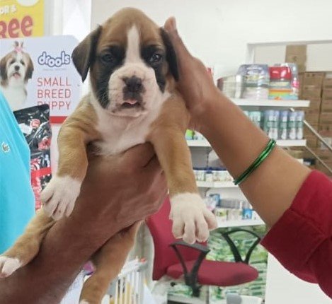 Purchase KCI Registered Boxer Puppy from Vizag
